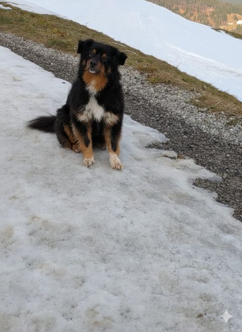 news/images/--9--timmy-fehlender_schnee.jpg news/images/--9--timmy-fehlender_schnee.jpg